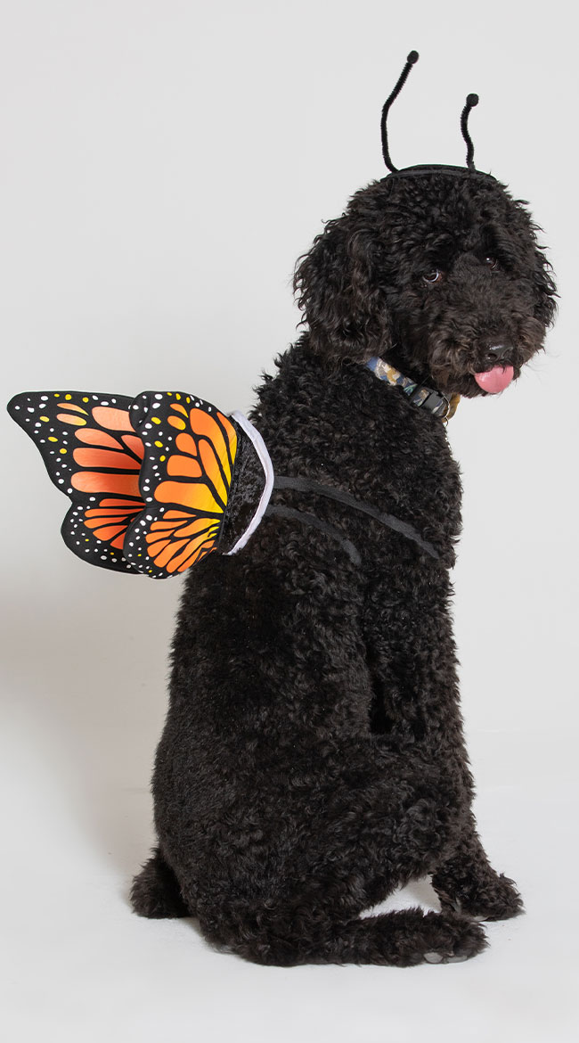Monarch Butterfly Dog Costume by California Costumes