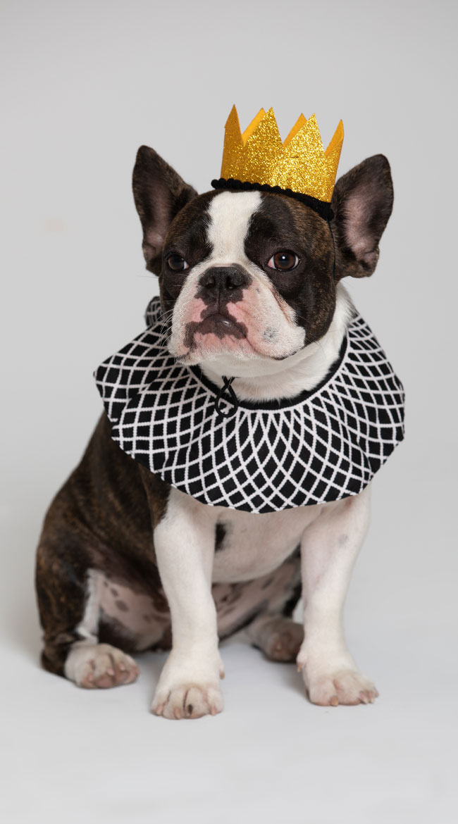 Notorious D.O.G. Pet Costume by Pet Krewe