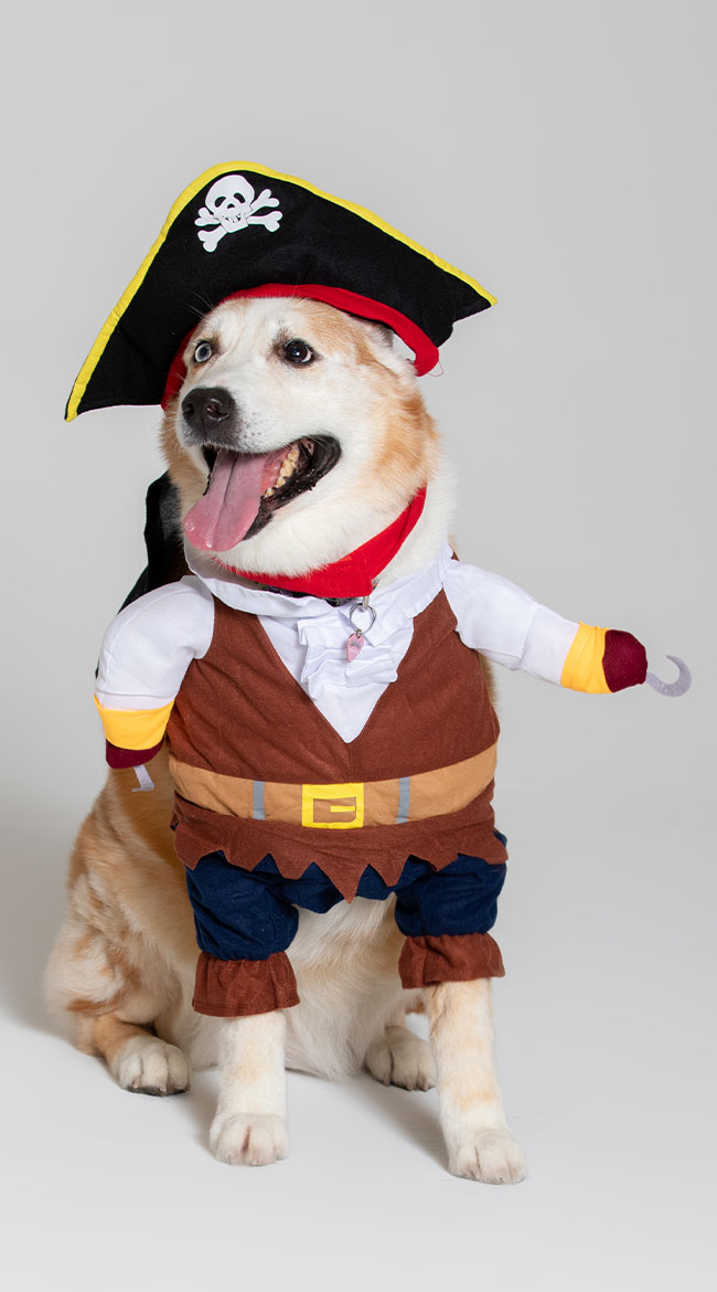 Pirate Pet Costume by Pet Krewe