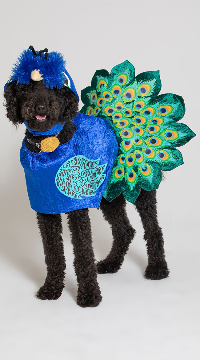 Pretty as a Peacock Dog Costume by California Costumes