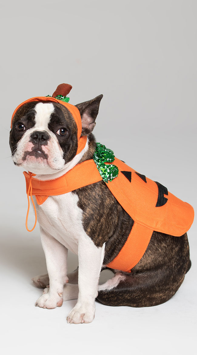 Pumpkin Pet Harness Costume by Pet Krewe