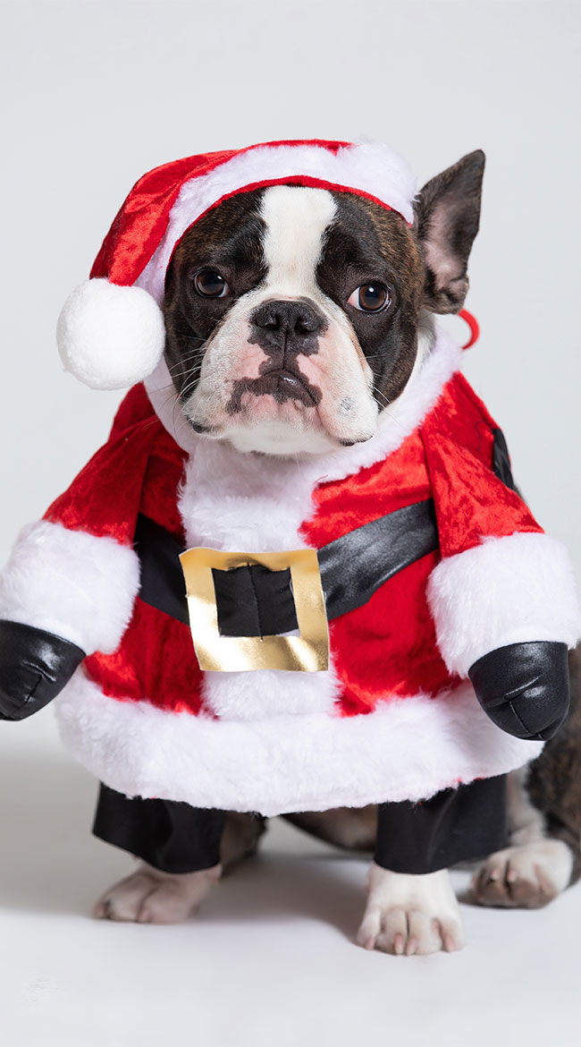 Santa Paws Dog Costume by California Costumes