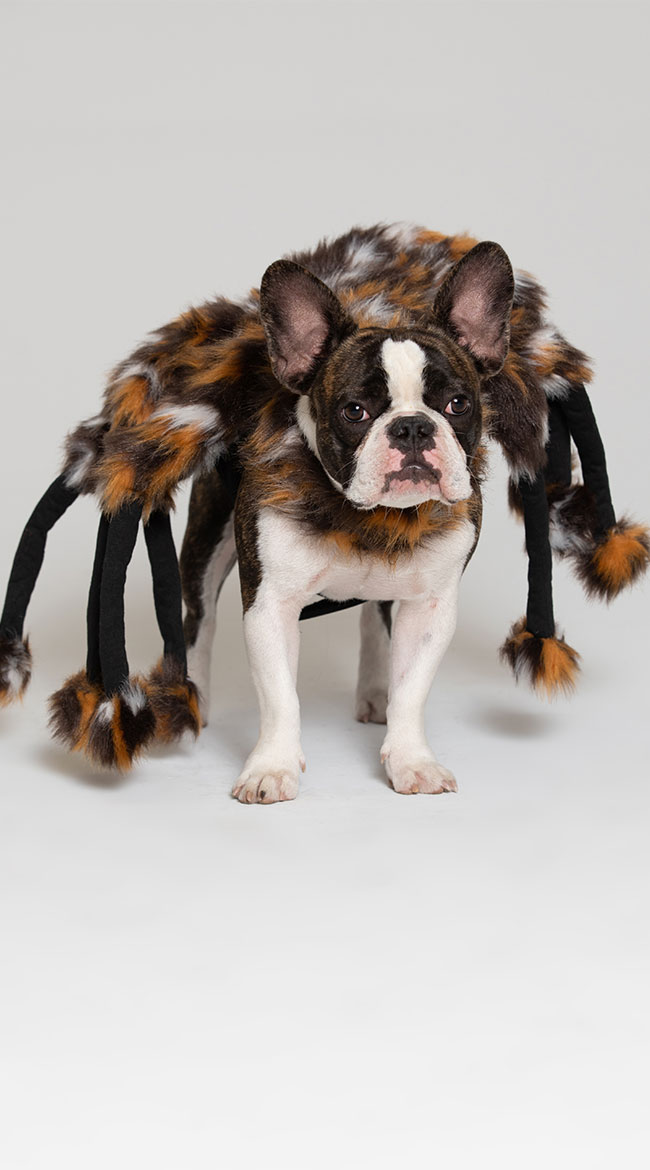 Scary Spider Small Pet Costume by Pet Krewe - sexy lingerie