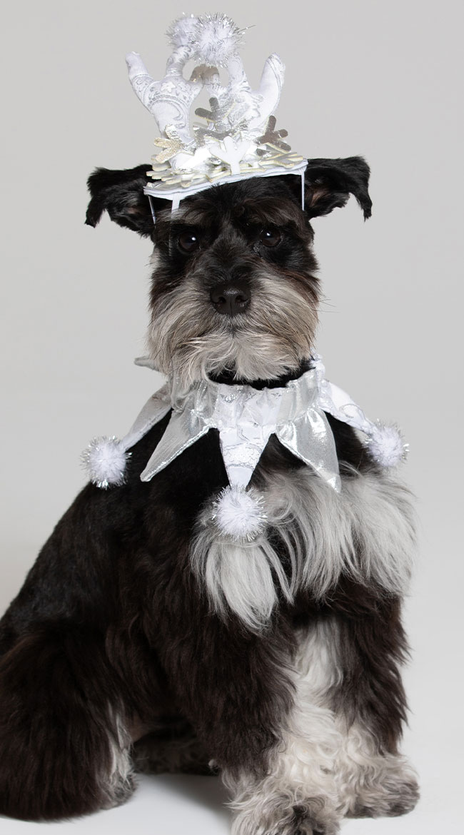Silver Snowflake Dog Costume by Pet Krewe