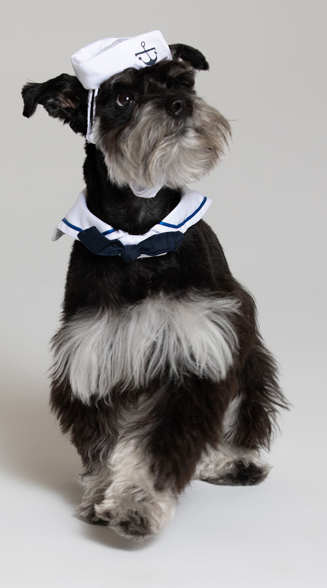 Small Pet Sailor Costume by Pet Krewe - sexy lingerie
