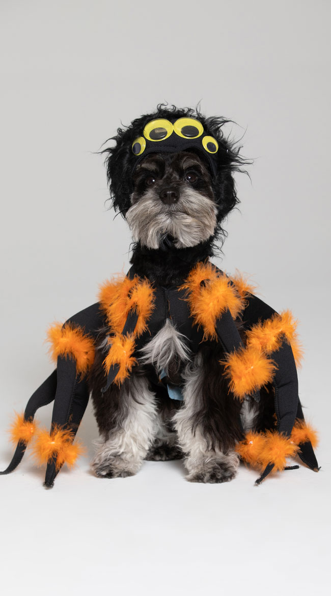 Spider Pup Pet Costume by California Costumes